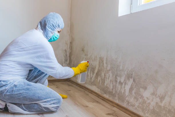 Licensed Black Mold Remediation service in Hudson, FL - 24 Hour Mold Removal