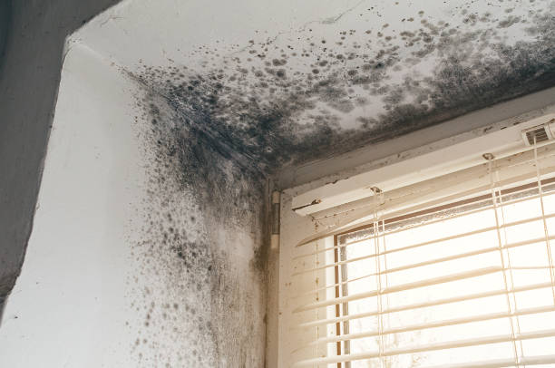 Affordable Black Mold Remediation solutions in Hudson, FL