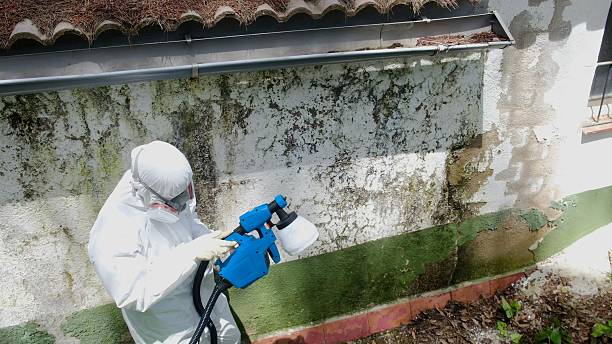 Top rated local Black Mold Remediation specialists in Hudson, FL